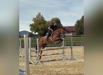 German Sport Horse, Gelding, 4 years, 16.1 hh, Brown