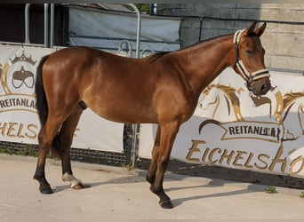 German Sport Horse, Gelding, 4 years, 16.1 hh, Brown