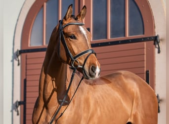 German Sport Horse, Gelding, 4 years, 16.1 hh, Brown