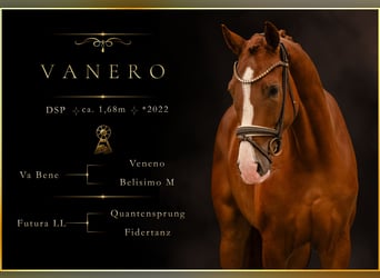 German Sport Horse, Gelding, 4 years, 16.1 hh, Chestnut