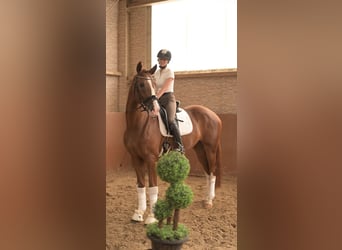 German Sport Horse, Gelding, 4 years, 16.1 hh, Chestnut