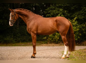German Sport Horse, Gelding, 4 years, 16.1 hh, Chestnut
