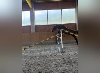 German Sport Horse, Gelding, 4 years, 16.1 hh, Chestnut