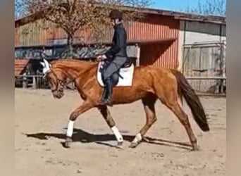 German Sport Horse, Gelding, 4 years, 16.1 hh, Chestnut-Red