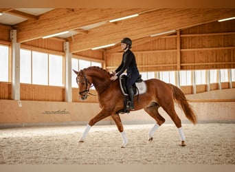 German Sport Horse, Gelding, 4 years, 16.1 hh, Chestnut-Red
