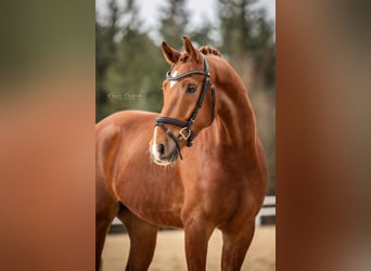 German Sport Horse, Gelding, 4 years, 16.1 hh, Chestnut-Red