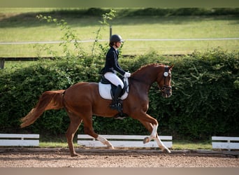 German Sport Horse, Gelding, 4 years, 16.1 hh, Chestnut-Red