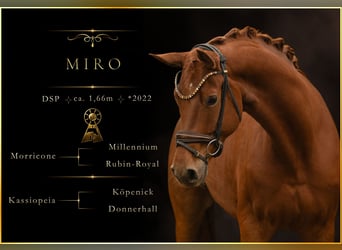 German Sport Horse, Gelding, 4 years, 16.1 hh, Chestnut-Red