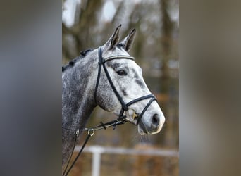 German Sport Horse, Gelding, 4 years, 16.1 hh, Gray