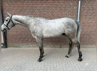 German Sport Horse, Gelding, 4 years, 16,1 hh, Gray