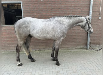 German Sport Horse, Gelding, 4 years, 16,1 hh, Gray