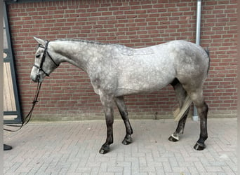 German Sport Horse, Gelding, 4 years, 16,1 hh, Gray