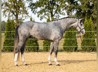 German Sport Horse, Gelding, 4 years, 16.1 hh, Grey-Dapple