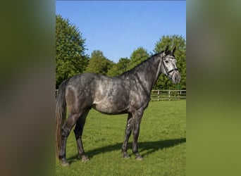 German Sport Horse, Gelding, 4 years, 16.1 hh, Grey-Dapple