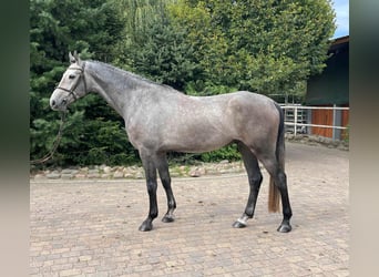 German Sport Horse, Gelding, 4 years, 16.1 hh, Grey German Sport Horse, Gelding, 4 years, 16.1 hh, Grey