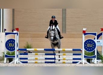 German Sport Horse, Gelding, 4 years, 16.1 hh, Grey