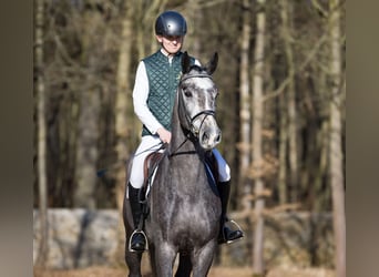 German Sport Horse, Gelding, 4 years, 16.1 hh, Grey