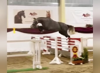 German Sport Horse, Gelding, 4 years, 16.1 hh, Grey