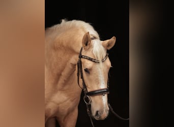 German Sport Horse, Gelding, 4 years, 16.1 hh, Palomino