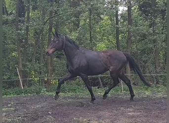 German Sport Horse, Gelding, 4 years, 16,1 hh, Smoky-Black