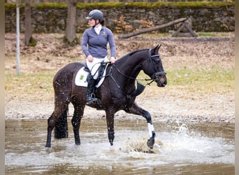 German Sport Horse, Gelding, 4 years, 16.1 hh, Smoky-Black