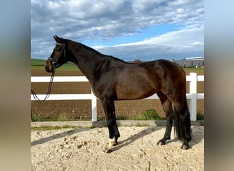 German Sport Horse, Gelding, 4 years, 16.2 hh, Bay-Dark