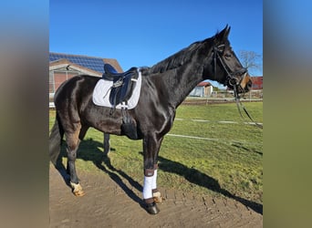 German Sport Horse, Gelding, 4 years, 16.2 hh, Bay-Dark