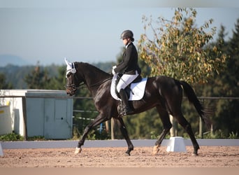 German Sport Horse, Gelding, 4 years, 16.2 hh, Bay-Dark