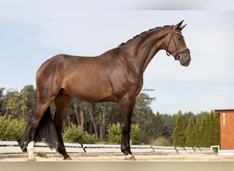 German Sport Horse, Gelding, 4 years, 16.2 hh, Bay-Dark German Sport Horse, Gelding, 4 years, 16.2 hh, Bay-Dark