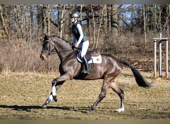 German Sport Horse, Gelding, 4 years, 16.2 hh, Bay-Dark