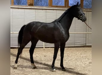 German Sport Horse, Gelding, 4 years, 16.2 hh, Black