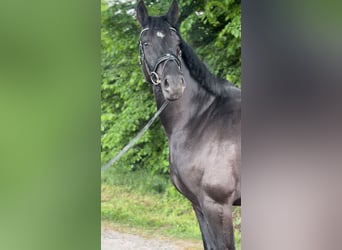German Sport Horse, Gelding, 4 years, 16.2 hh, Black