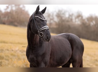 German Sport Horse, Gelding, 4 years, 16.2 hh, Black