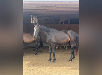 German Sport Horse, Gelding, 4 years, 16.2 hh, Black