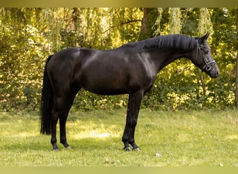 German Sport Horse, Gelding, 4 years, 16.2 hh, Black