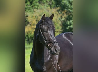 German Sport Horse, Gelding, 4 years, 16.2 hh, Black