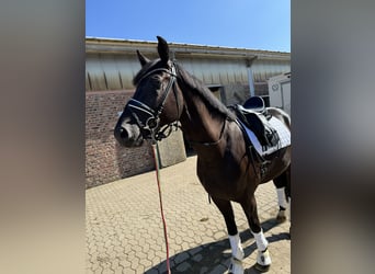 German Sport Horse, Gelding, 4 years, 16.2 hh, Black