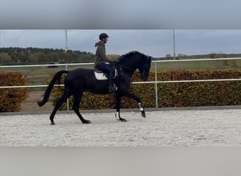 German Sport Horse, Gelding, 4 years, 16,2 hh, Black