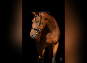 German Sport Horse, Gelding, 4 years, 16.2 hh, Brown