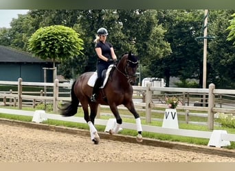 German Sport Horse, Gelding, 4 years, 16.2 hh, Brown