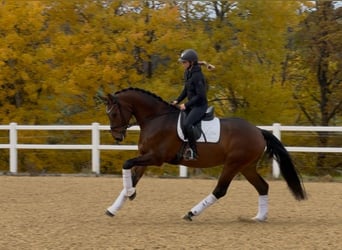 German Sport Horse, Gelding, 4 years, 16.2 hh, Brown