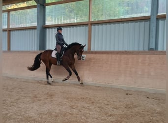 German Sport Horse, Gelding, 4 years, 16.2 hh, Brown