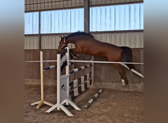 German Sport Horse, Gelding, 4 years, 16.2 hh, Brown-Light