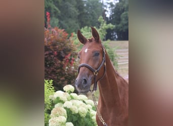 German Sport Horse, Gelding, 4 years, 16.2 hh, Chestnut-Red