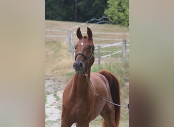 German Sport Horse, Gelding, 4 years, 16.2 hh, Chestnut-Red