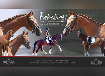 German Sport Horse, Gelding, 4 years, 16.2 hh, Chestnut-Red