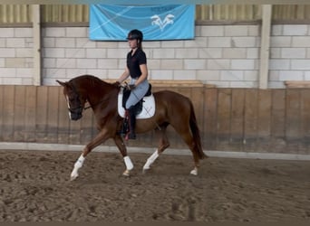 German Sport Horse, Gelding, 4 years, 16.2 hh, Chestnut-Red