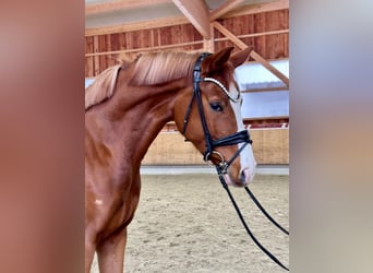 German Sport Horse, Gelding, 4 years, 16.2 hh, Chestnut-Red