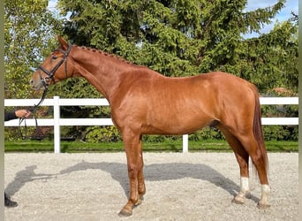 German Sport Horse, Gelding, 4 years, 16.2 hh, Chestnut-Red