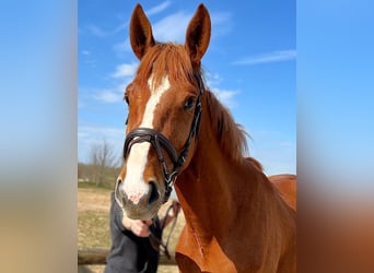 German Sport Horse, Gelding, 4 years, 16.2 hh, Chestnut-Red